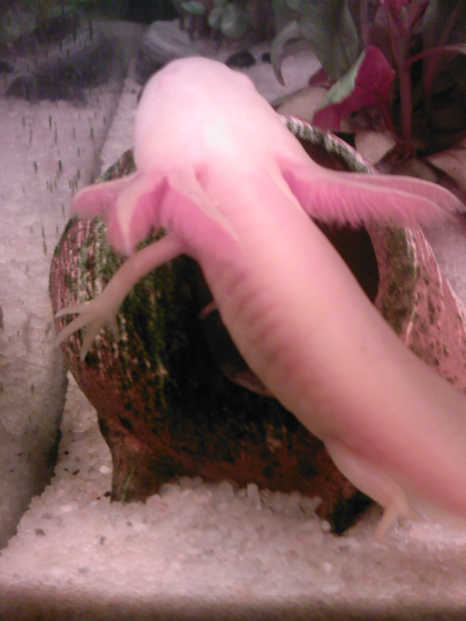 SP_A0450.jpg