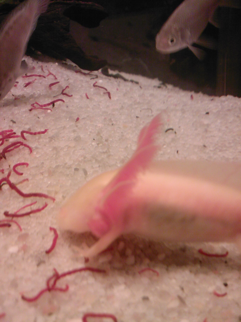 SP_A0453.jpg